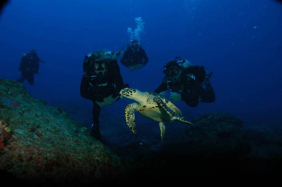 Tartaruga durante mergulho em Iúias, em Fernando de Noronha - PE (foto de Mateus Harfush - Ciliares)